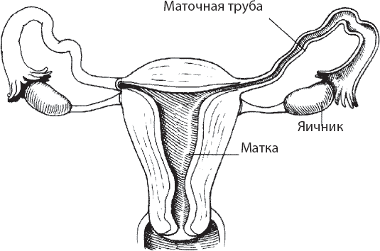 Мульти-оргазмический мужчина. Как каждый мужчина может испытать множественный оргазм и сделать потрясающими свои сексуальные отношения