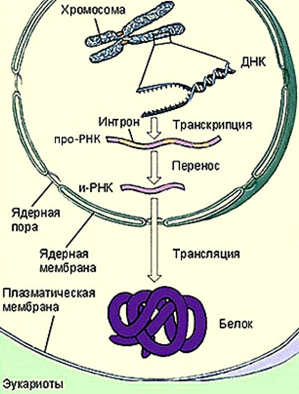 «Павловизация» дрессировки и мифология инстинкта