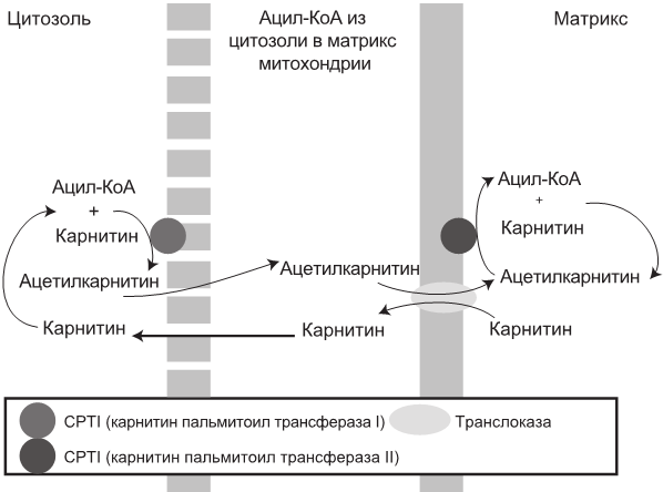 Эгоистичная митохондрия. Как сохранить здоровье и отодвинуть старость