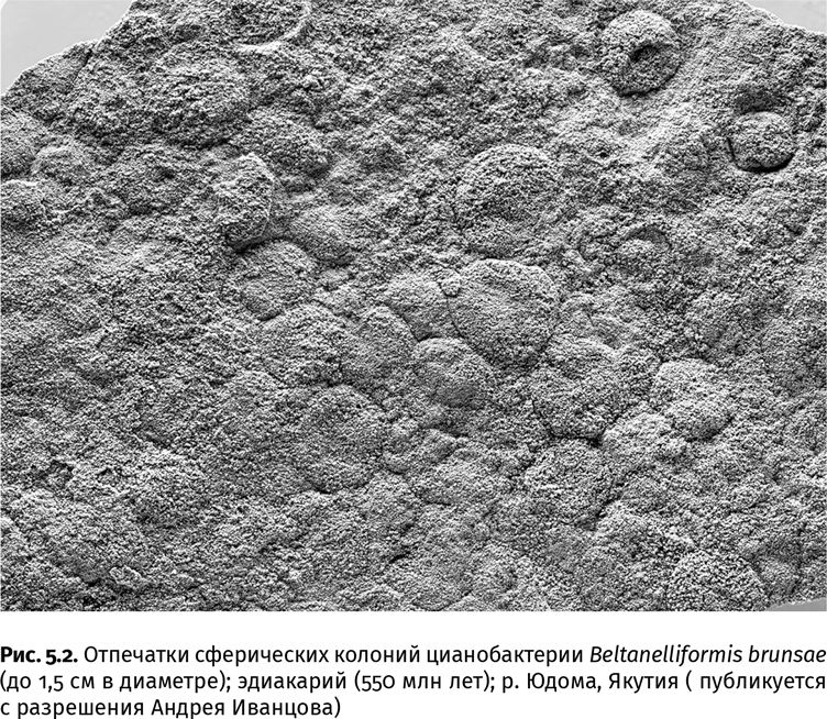 Сотворение Земли. Как живые организмы создали наш мир