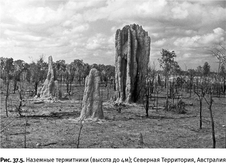 Сотворение Земли. Как живые организмы создали наш мир