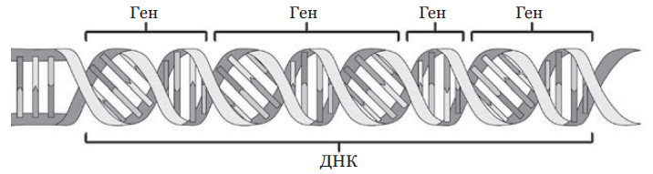 Эпигенетика. Управляй своими генами