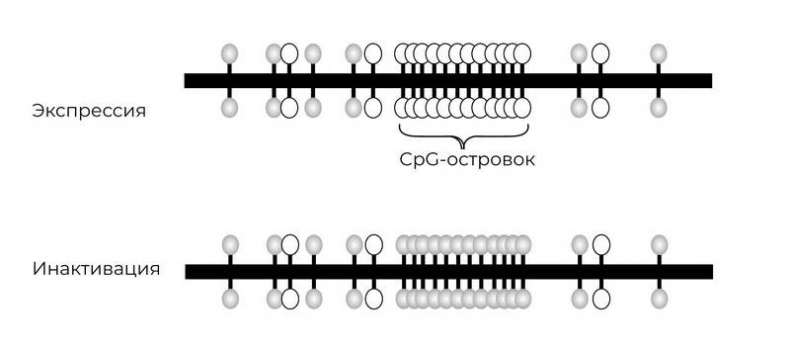 Эпигенетика. Управляй своими генами