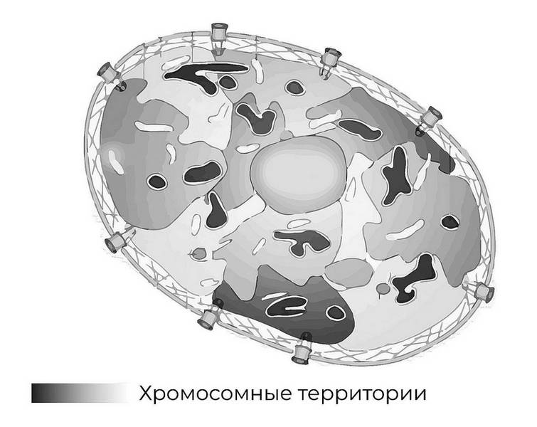 Эпигенетика. Управляй своими генами