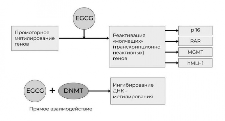 Эпигенетика. Управляй своими генами