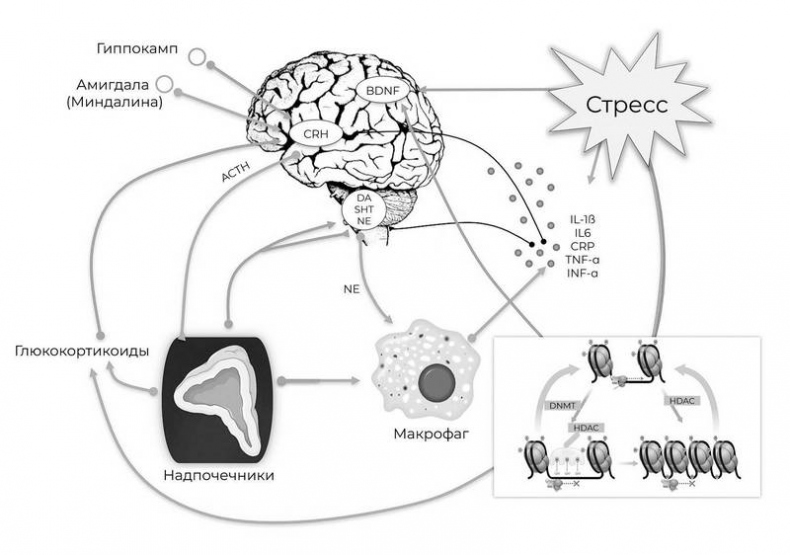 Эпигенетика. Управляй своими генами