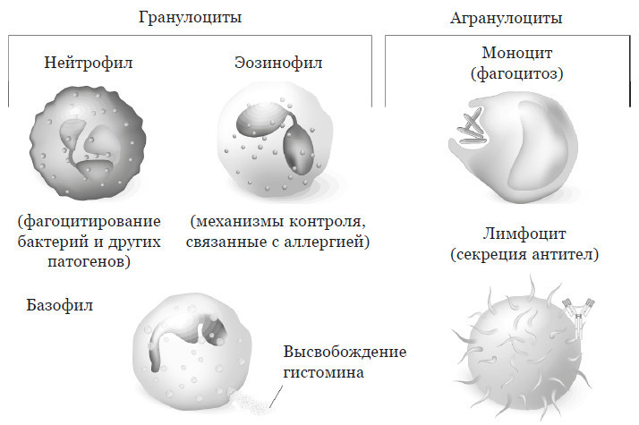 Эпигенетика. Управляй своими генами