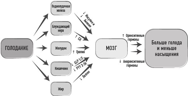 Тело знает лучше. Методика интуитивного питания для комфортного веса