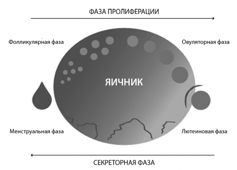 В своем ритме. Уникальный метод синхронизации с циклом, который изменит вашу жизнь за 28 дней