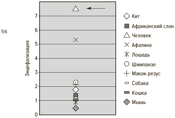 Социальный вид