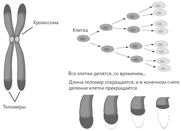 Счастливое старение. Рекомендации нейробиолога о том, как жить долго и хорошо