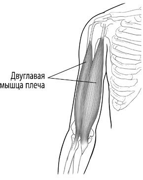 Тело исцеляет само себя. Глубокое изучение работы мышц и их связи с эмоциями