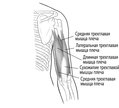 Тело исцеляет само себя. Глубокое изучение работы мышц и их связи с эмоциями