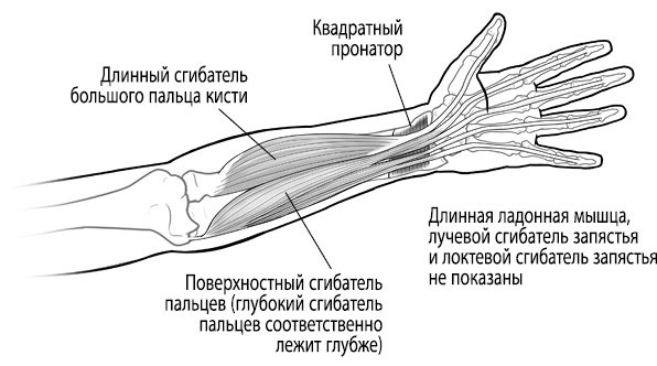 Тело исцеляет само себя. Глубокое изучение работы мышц и их связи с эмоциями