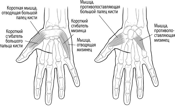 Тело исцеляет само себя. Глубокое изучение работы мышц и их связи с эмоциями