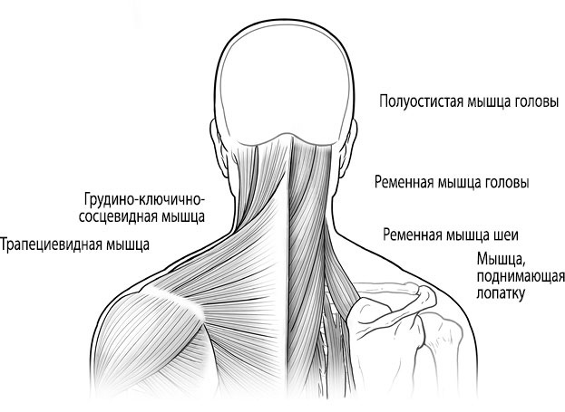 Тело исцеляет само себя. Глубокое изучение работы мышц и их связи с эмоциями