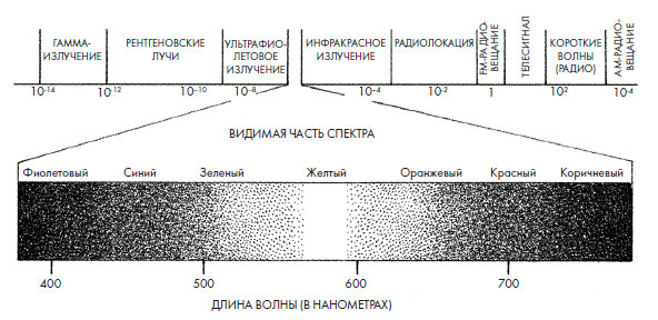 Чувства: Нейробиология сенсорного восприятия