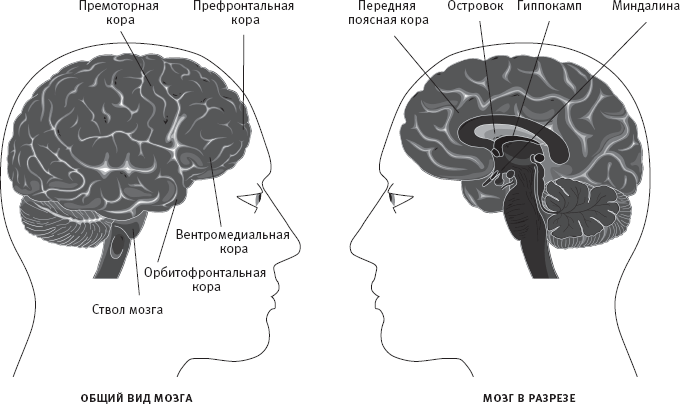 Социальный интеллект. Новая наука о человеческих отношениях