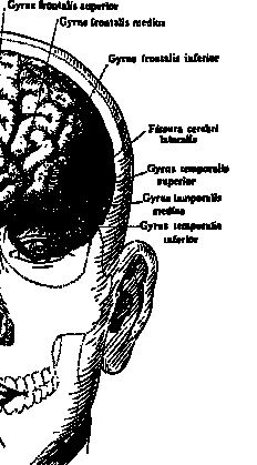 По голове себе постучи. Вся правда о мигрени и другой головной боли