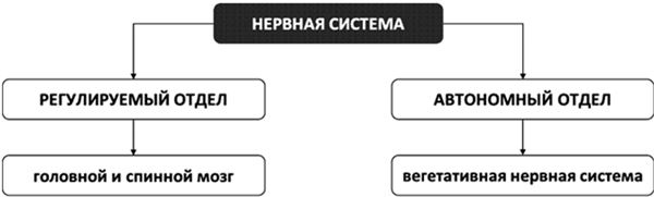 Психосоматика. Как выйти из адского круга панических атак, беспокойства, стресса и тревожных состояний. 20 работающих способов