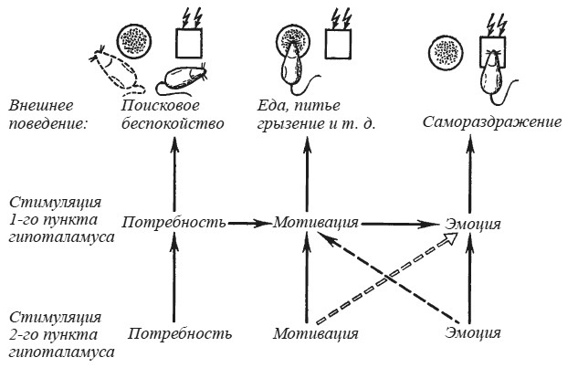 Эмоциональный мозг