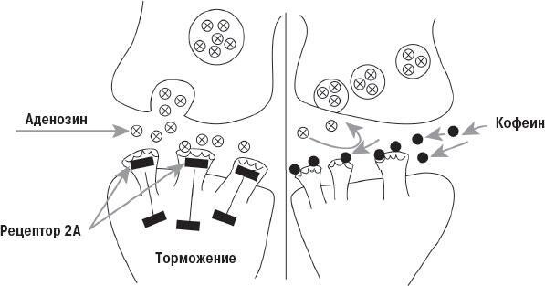 Наука о сне. Кто познает тайну сна – познает тайну мозга!