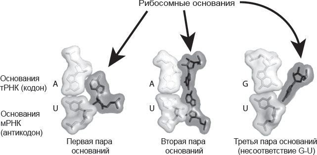 Генетический детектив. От исследования рибосомы к Нобелевской премии