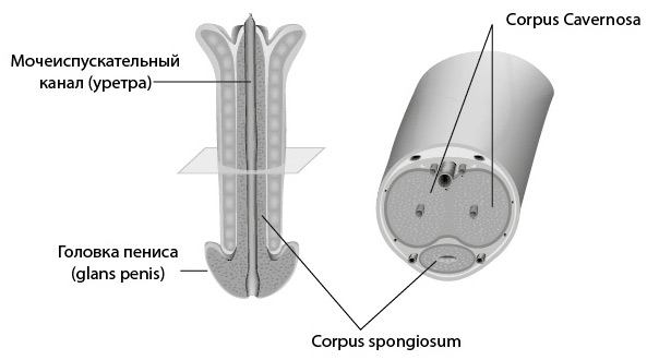 Penis. Гид по мужскому здоровью от врача-уролога