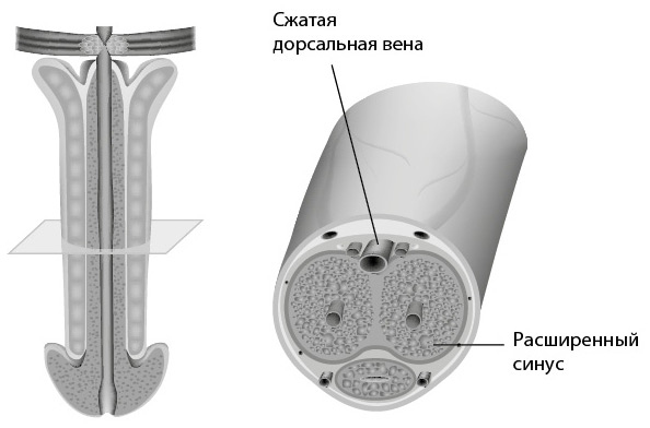 Penis. Гид по мужскому здоровью от врача-уролога