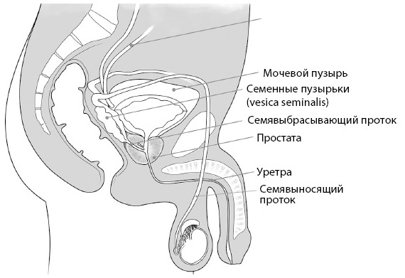 Penis. Гид по мужскому здоровью от врача-уролога